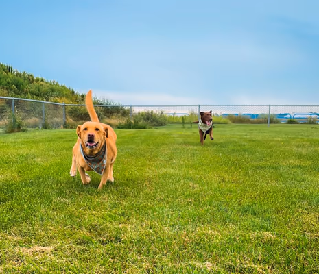 Paws & Play Dog Park